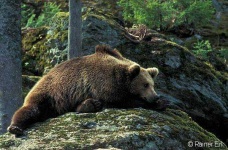 image of brown_bear