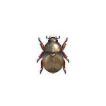 image of beetle #42