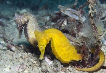 image of seahorse #8