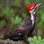 image of red_headed_woodpecker #33