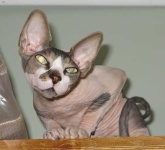 image of sphynx #0