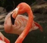 image of animal
