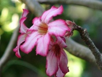 image of flower