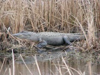 image of american_alligator