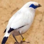 image of bird