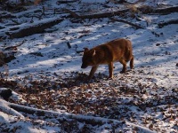 image of dhole