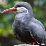 image of bird