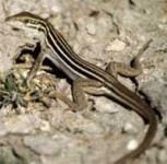 image of whiptail