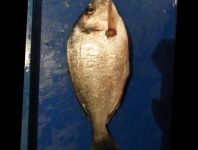 image of fish