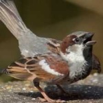 image of bird