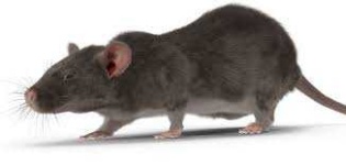 image of rat #18