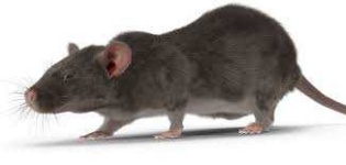 image of animal