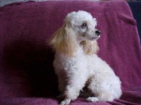 image of toy_poodle