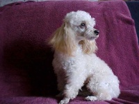 image of toy_poodle #33