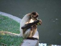image of spider_monkey