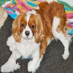 image of animal