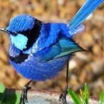 image of bird