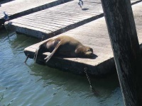 image of sea_lion