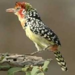 image of bird
