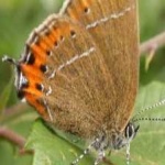 image of animal