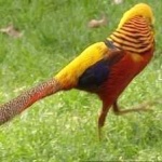 image of golden_pheasant #20