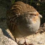 image of bird