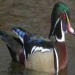 image of bird