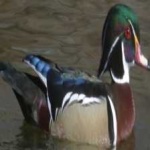 image of wood_duck #14