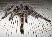 image of tarantula