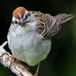 image of bird
