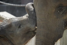 image of animal