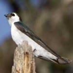 image of bird