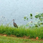 image of limpkin