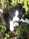 image of border_collie