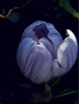 image of flower