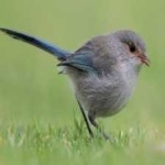 image of bird