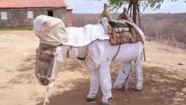image of animal