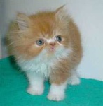 image of persian_cat
