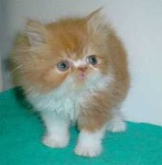 image of persian_cat #27