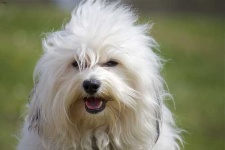 image of animal