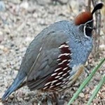 image of bird