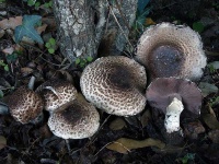 image of agaricus #9