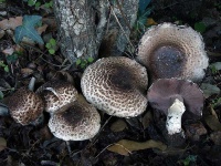 image of mushrooms