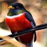 image of bird