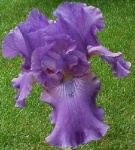 image of bearded_iris #26