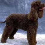 image of irish_spaniel #26