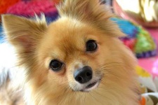 image of papillon