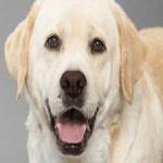 image of labrador #21