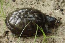 image of mud_turtle