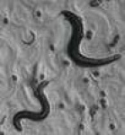 image of nematode